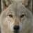 Arctic Wolves