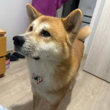 El_PeLuSa69-